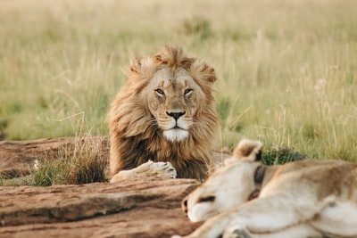 雄狮躺在草地上